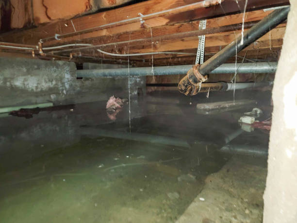 Best Flooded house restoration  in Blandon, PA